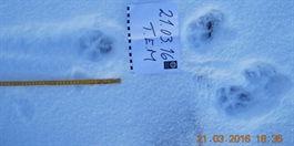 Har påvist finskrussisk ulv i Troms